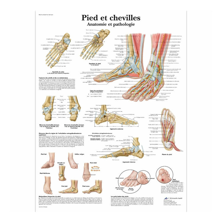 Planche anatomique - Pied et chevilles - Anatomie et pathologie 3B Scientific