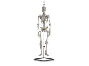 Mini Squelette Humain 80cm échelle 1/2 - My Podologie