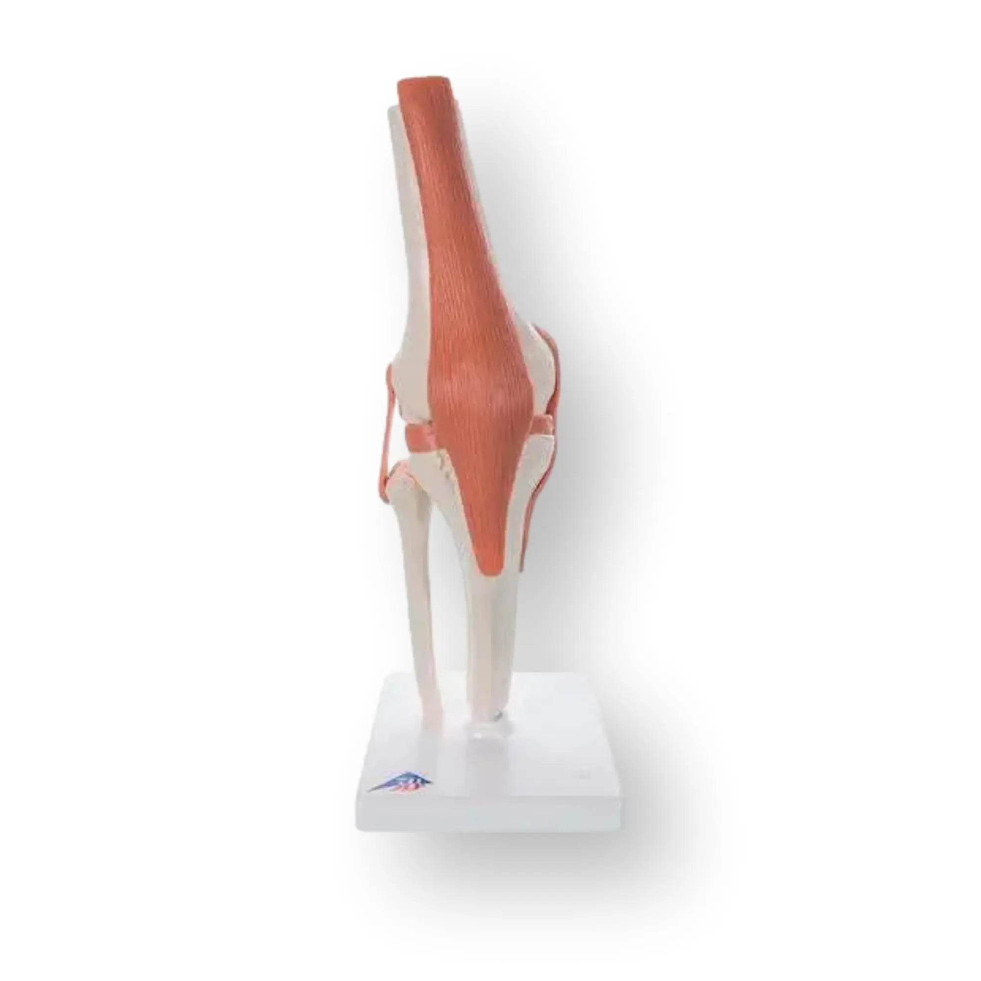 Articulation du genou - Modèle fonctionnel - Anatomie et pathologie - My Podologie