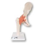 Funkcjonalny model stawu biodrowego Deluxe - anatomia i patologia