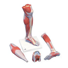 Mięśnie nóg, wersja luksusowa, w 3 częściach - Anatomia i patologia