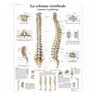 Tablica anatomiczna - Kręgosłup - Anatomia i patologia