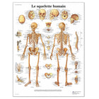 Tablica anatomiczna - Szkielet człowieka - Anatomia i patologia