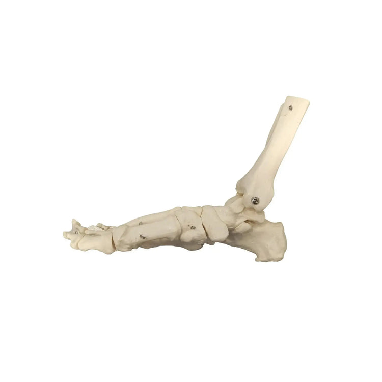 Skeleton of the articulated foot - My Podologie - My Podologie