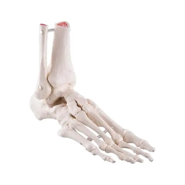 Squelette du pied avec moignon tibia et fibula (péroné), montage élastique, côté - My Podologie