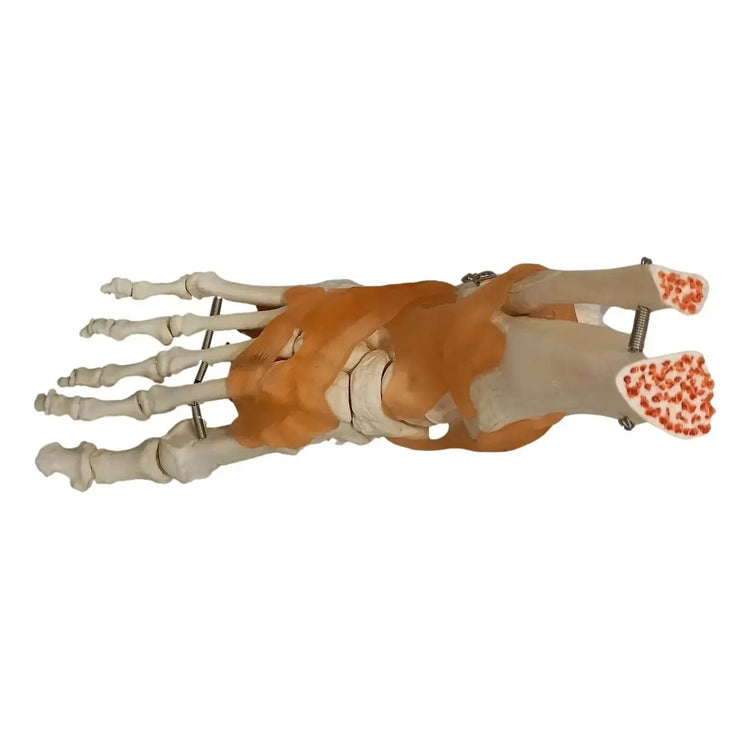 Foot skeleton on base - My Podiatry